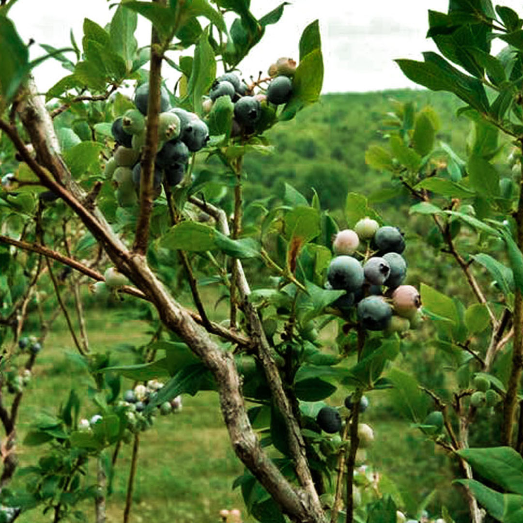 U Pick Your Own Blueberries at Stone Hill Blueberry Farm!